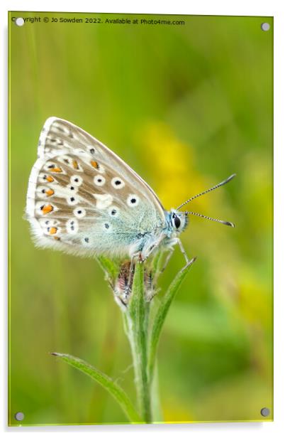 Common Blue Butterfly Acrylic by Jo Sowden