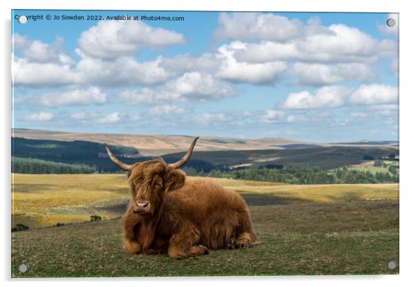 Highland Cow resting Acrylic by Jo Sowden