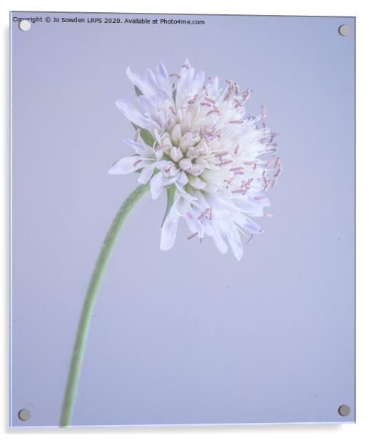 Scabious Acrylic by Jo Sowden
