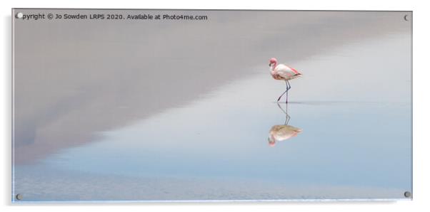 Serene  Flamingo Acrylic by Jo Sowden
