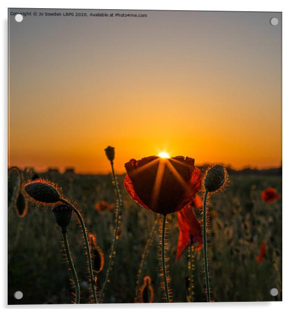 Poppy at Sunset Acrylic by Jo Sowden