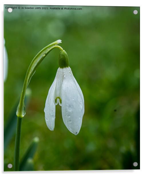 snowdrop Acrylic by Jo Sowden