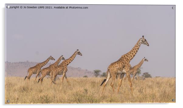 A herd of giraffes walking across the Serengeti Acrylic by Jo Sowden