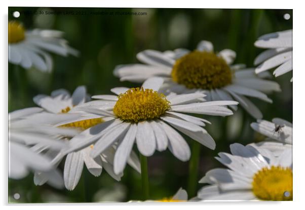 Daisies Acrylic by Jo Sowden