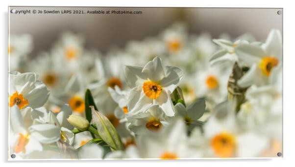 White Daffodils Acrylic by Jo Sowden