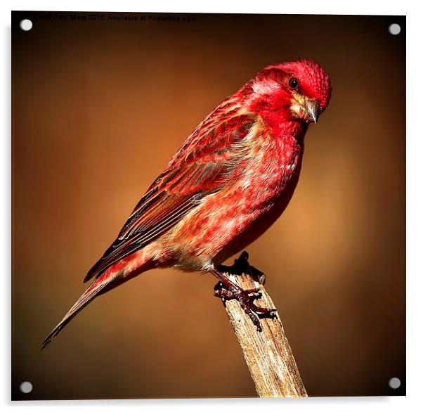  Purple Finch Acrylic by Paul Mays