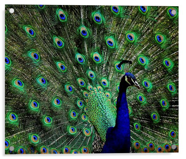  Peacock Acrylic by Paul Mays