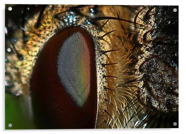  In a Flies Eye Acrylic by Paul Mays