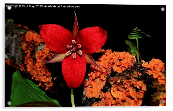  Wake Robin Trillium  Acrylic by Paul Mays