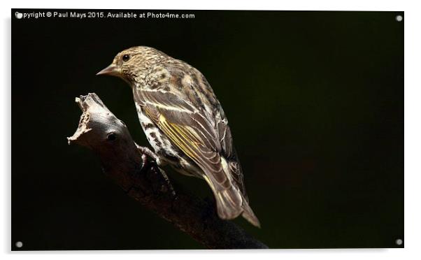  Pine Siskin Acrylic by Paul Mays