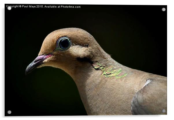 Mourning Dove Acrylic by Paul Mays