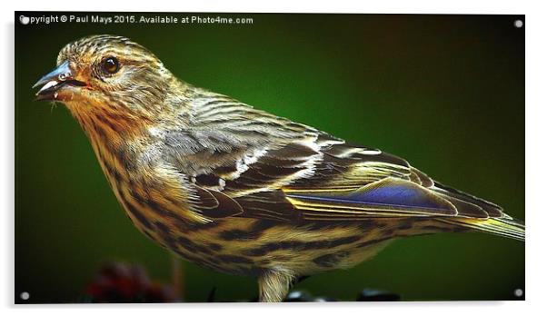  Pine Siskin Acrylic by Paul Mays