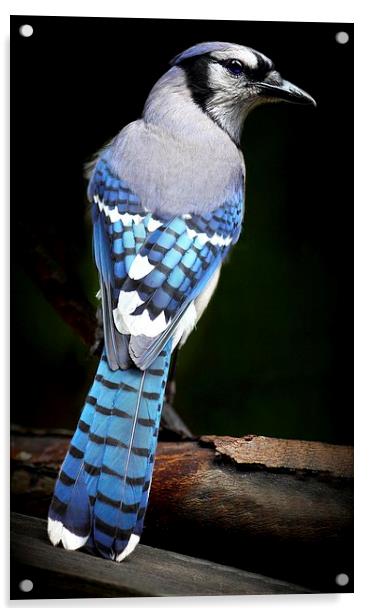 Blue Jay  Acrylic by Paul Mays