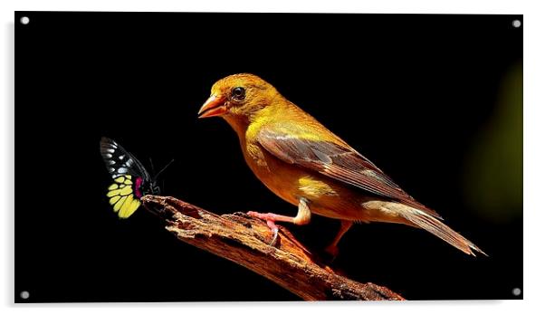 Female American Goldfinch & Butterfly  Acrylic by Paul Mays