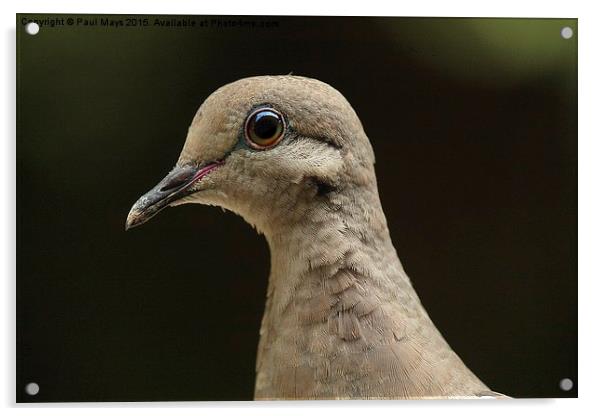  Female Mourning Dove  Acrylic by Paul Mays