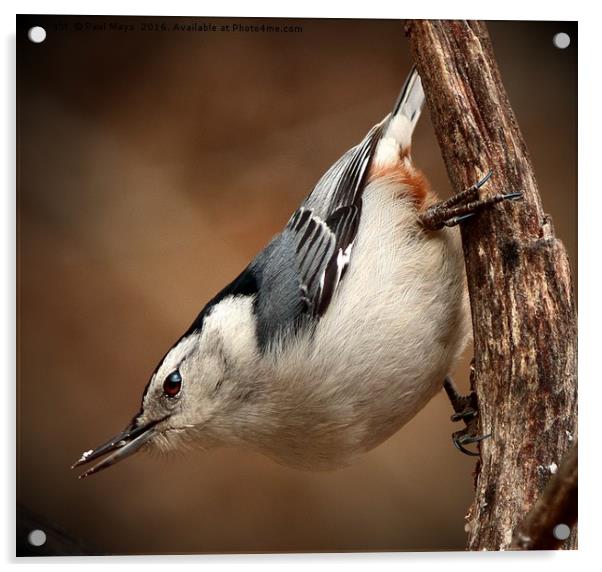 White Breasted Nuthatch Acrylic by Paul Mays