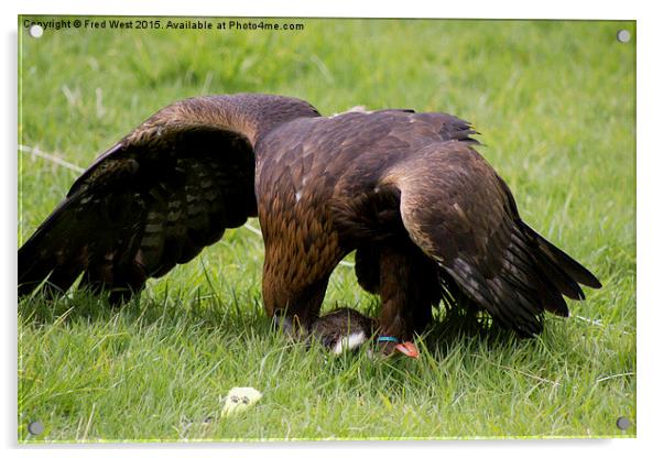  Golden Eagle Landing Acrylic by Fred West