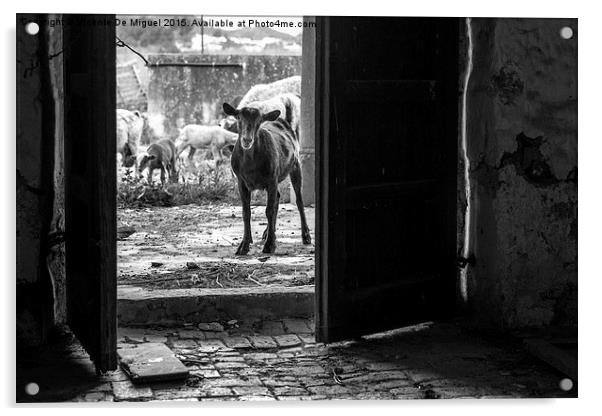 Goat on the door Acrylic by Vicente De Miguel