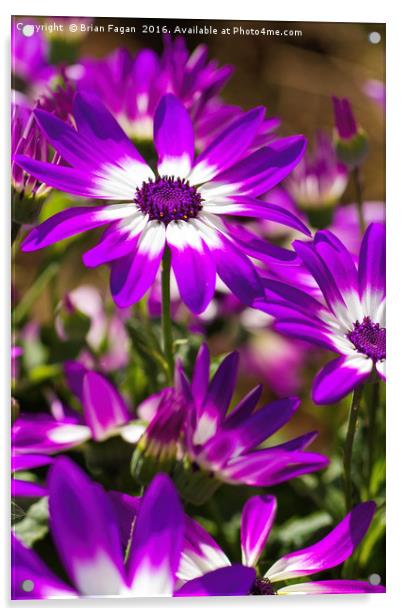 Purple flower Acrylic by Brian Fagan