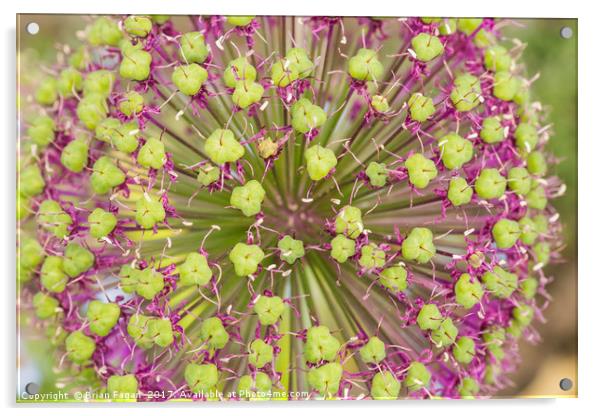 Allium Acrylic by Brian Fagan