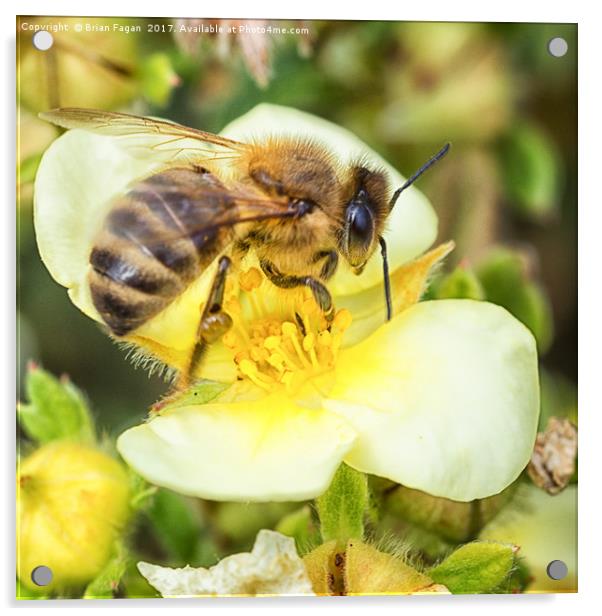 Honey Bee Acrylic by Brian Fagan