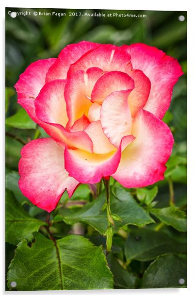 A single Rose Acrylic by Brian Fagan