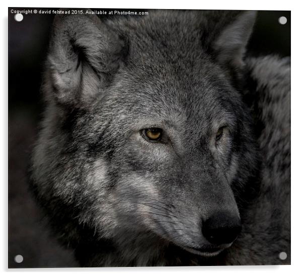 Lone wolf  Acrylic by david felstead