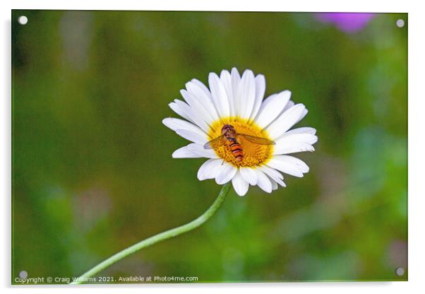 Hover Fly on Oxeye Daisy Acrylic by Craig Williams