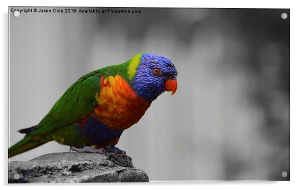  Colourful Bird Acrylic by Jason Cole