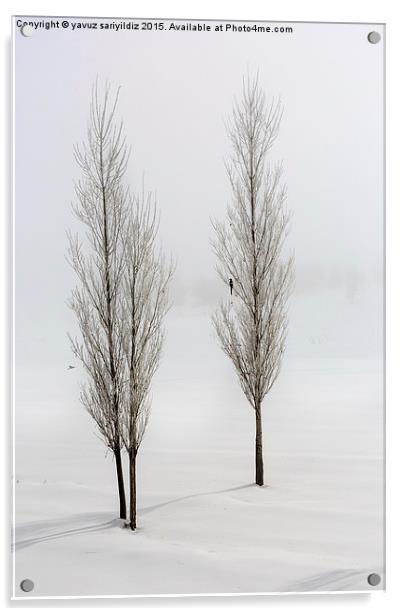  Poplar trees in winter Acrylic by yavuz sariyildiz