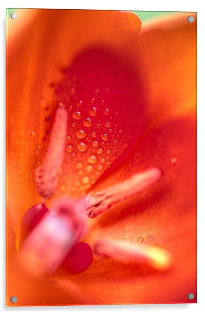  Tulip after the rain Acrylic by Paul Williams