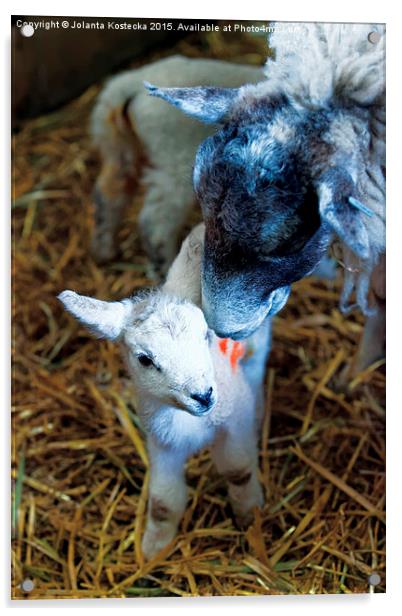  Mother sheep with lamb Acrylic by Jolanta Kostecka