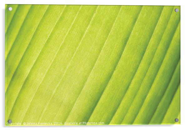 Vivid palm leaf Acrylic by Jolanta Kostecka