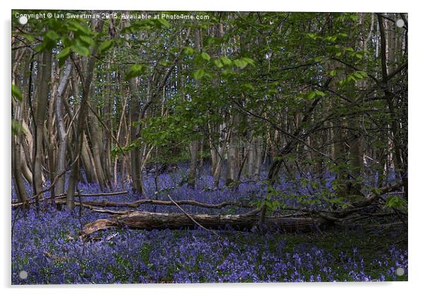  Bluebell Woods Acrylic by Ian Sweetman