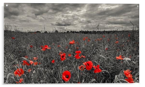  Poppys in black and white, Stratford upon Avon Acrylic by Thomas Hipkiss