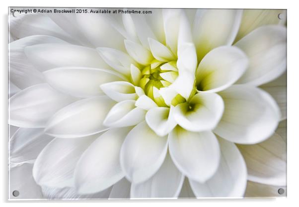 White Dahlia Acrylic by Adrian Brockwell