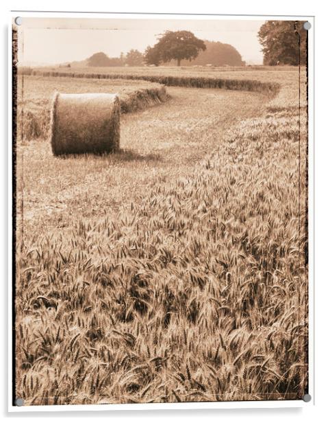 Harvest time Acrylic by Adrian Brockwell