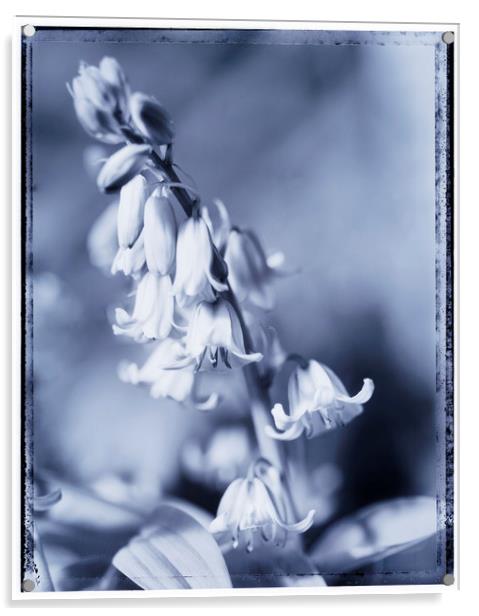 bluebells Acrylic by Adrian Brockwell