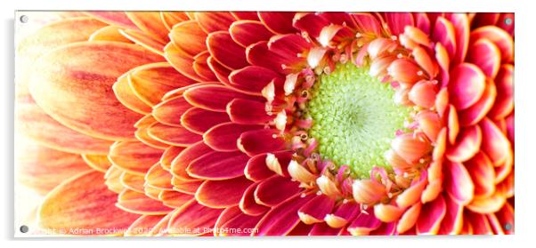 Golden Chrysanthemum Acrylic by Adrian Brockwell