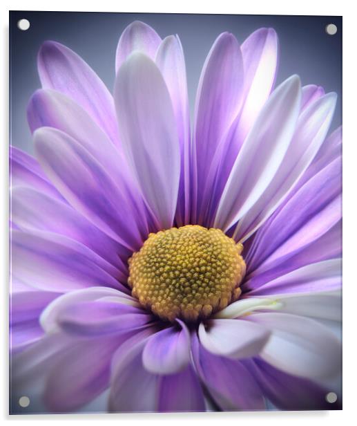Purple Daisy Gerbera Acrylic by Adrian Brockwell