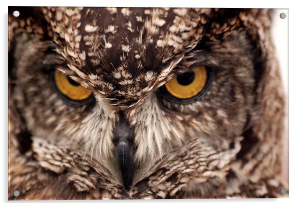  Owl Eyes Acrylic by Graham Hill