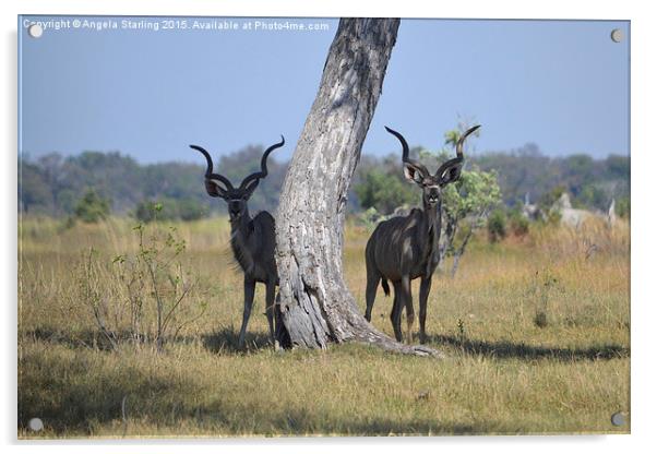  African Kudu  Acrylic by Angela Starling