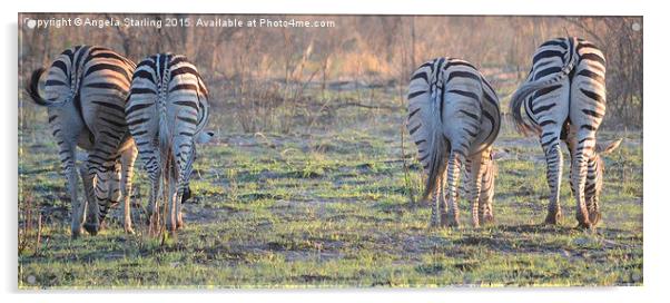  Zebra bums Acrylic by Angela Starling