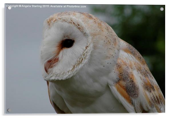  Barn Owl Acrylic by Angela Starling
