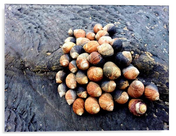  Snails clinging to the rocks on Borth Beach Acrylic by Angela Starling