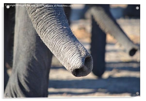  Elephant Trunks Acrylic by Angela Starling