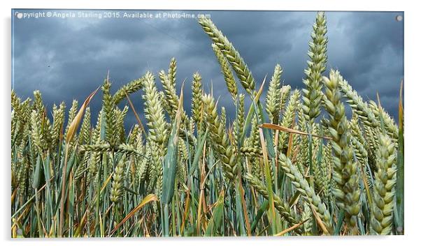  A Stormy day in a Wheat field in Herefordshire. Acrylic by Angela Starling