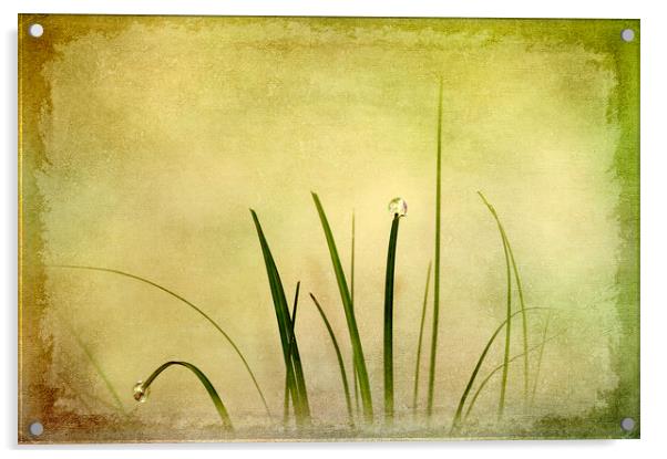  Abstract Grass Acrylic by Svetlana Sewell