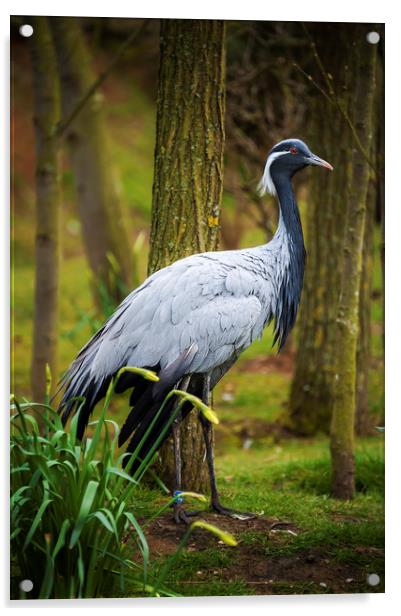 Heron Acrylic by Svetlana Sewell