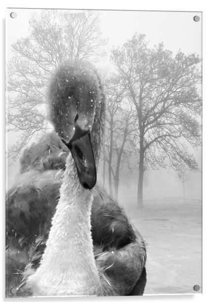  Baby Swan Acrylic by Svetlana Sewell